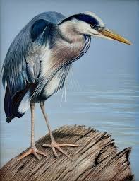 Image result for heron