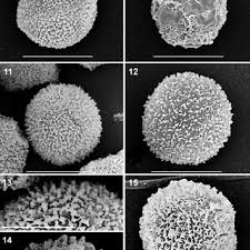 Attēlu rezultāti vaicājumam “Didymium annulisporum spores”