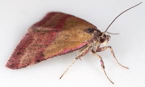 Attēlu rezultāti vaicājumam “Phytometra viridaria”