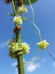 Attēlu rezultāti vaicājumam “Cuscuta europaea”
