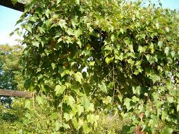 Attēlu rezultāti vaicājumam “Ampelopsis glandulosa var. brevipedunculata”