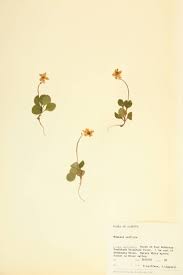 Attēlu rezultāti vaicājumam “Moneses uniflora fruit”