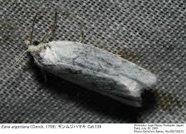 Attēlu rezultāti vaicājumam “Eana argentana”