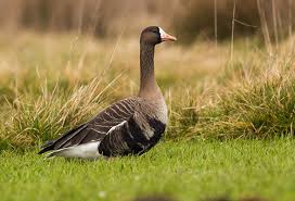 Attēlu rezultāti vaicājumam “Anser albifrons adult”