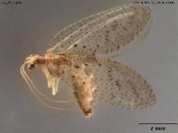 Attēlu rezultāti vaicājumam “Hemerobius perelegans”