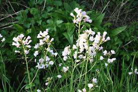 Attēlu rezultāti vaicājumam “Cardamine pratensis leaf”