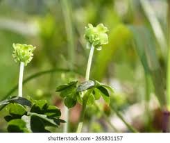 Attēlu rezultāti vaicājumam “Adoxa moschatellina leaf”