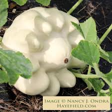 Attēlu rezultāti vaicājumam “Cucurbita pepo fruit”