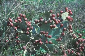 Image result for Cactaceae