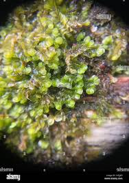 Attēlu rezultāti vaicājumam “Jungermannia leiantha sporophyte”