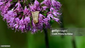 Attēlu rezultāti vaicājumam “Eriopygodes imbecilla”