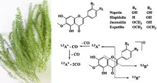 Image result for Chenopodium botrys
