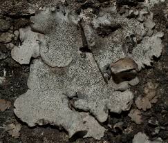 Attēlu rezultāti vaicājumam “Dermatocarpon miniatum”