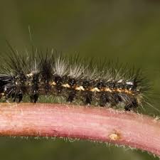 Attēlu rezultāti vaicājumam “Acronicta rumicis imago”