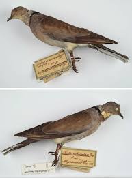 Attēlu rezultāti vaicājumam “Streptopelia decaocto adult”