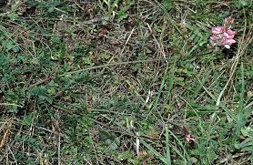 Attēlu rezultāti vaicājumam “Onobrychis arenaria flower”