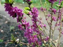 Attēlu rezultāti vaicājumam “Daphne mezereum flower”