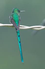 Attēlu rezultāti vaicājumam “Lycogala asperum sessile”