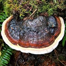 Attēlu rezultāti vaicājumam “Fomitopsis pinicola”