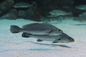 Image result for Argyrosomus japonicus