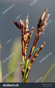 Attēlu rezultāti vaicājumam “Blysmus compressus fruit”