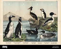 Image result for Pinguinus impennis