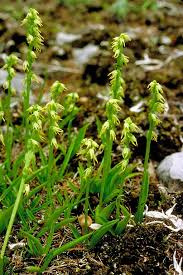 Attēlu rezultāti vaicājumam “Herminium monorchis flower”