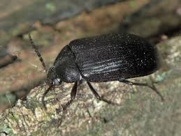 Attēlu rezultāti vaicājumam “Prionychus ater”