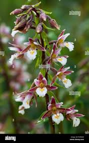Attēlu rezultāti vaicājumam “Epipactis palustris flower”