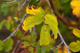 Attēlu rezultāti vaicājumam “Dianema depressum spores”