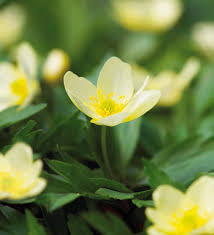 Attēlu rezultāti vaicājumam “Anemone x lipsiensis”