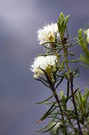 Attēlu rezultāti vaicājumam “Ledum palustre flower”
