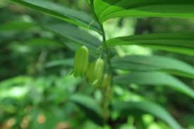 Attēlu rezultāti vaicājumam “Polygonatum multiflorum  fruit”