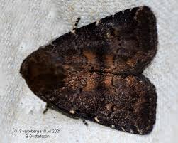 Attēlu rezultāti vaicājumam “Rusina ferruginea female”