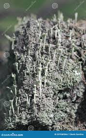 Attēlu rezultāti vaicājumam “Cladonia deformis”