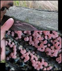 Attēlu rezultāti vaicājumam “Vouauxiomyces santessonii”