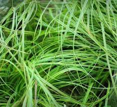 Attēlu rezultāti vaicājumam “Carex caryophyllea fruit”