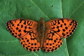 Attēlu rezultāti vaicājumam “Brenthis daphne”