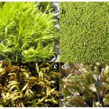 Attēlu rezultāti vaicājumam “Pleurocarpous mosses”