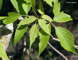Attēlu rezultāti vaicājumam “Acer negundo leaf”