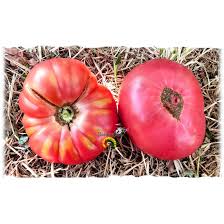 Afbeeldingsresultaat voor crnkovic yugoslavian tomato