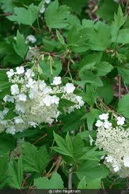 Attēlu rezultāti vaicājumam “Viburnum opulus”
