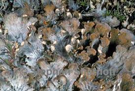 Attēlu rezultāti vaicājumam “Peltigera canina”