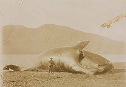 Image result for Eubalaena glacialis