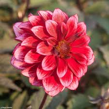 Image result for Dahlia Darkarin`