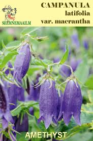 Attēlu rezultāti vaicājumam “Campanula latifolia flower”