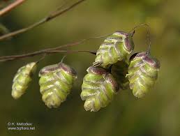 Attēlu rezultāti vaicājumam “Briza media bud”