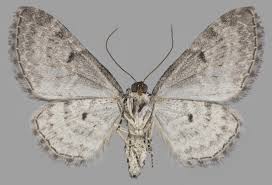 Attēlu rezultāti vaicājumam “Eupithecia icterata female”