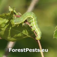 Attēlu rezultāti vaicājumam “Archiearis parthenias”