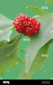 Attēlu rezultāti vaicājumam “Chenopodium foliosum fruit”